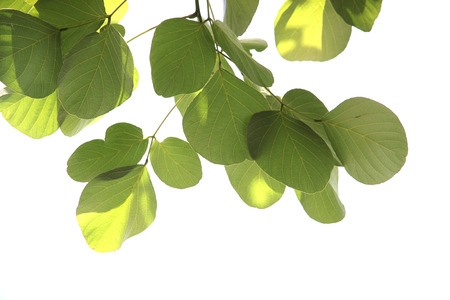 Pattern green leaf isolated on white background.
