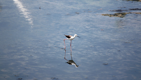 Black-winged Stilt (Himantopus himantopus) in foraging for food at seaside.の写真素材