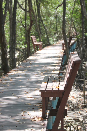 Walkway and wood chair mangrove forest in nature trail.の写真素材