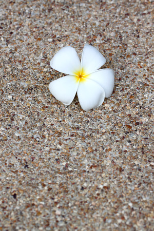 white plumeria flower on natural stone background. の写真素材