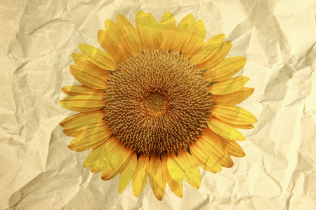 Paper box textured in crumpled of sunflower for vintage background.の写真素材
