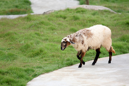 Sheep in the farm of Livestock.の写真素材