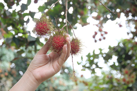 Fresh rambutan on hands of women in orchards.の写真素材