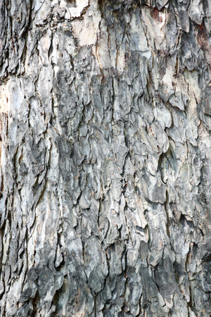 Textured of the old trees for the natural background.