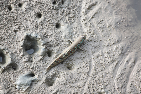 Mudskipper in mangrove forest of asia Thailand.の写真素材