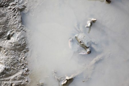 Crabs in mangrove forest areas.の写真素材