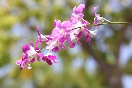Purple orchid on tree in the garden.