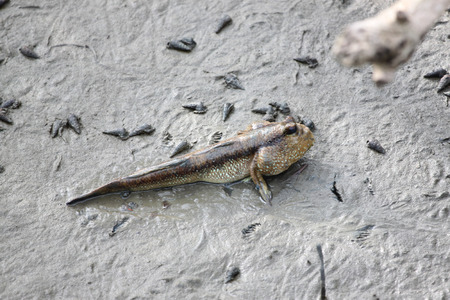 mudskipper on soil coastline in mangrove areas.の写真素材