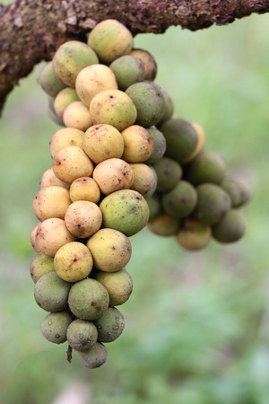 fresh wollongong fruits on tree in the orchard.の写真素材