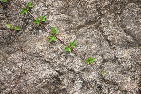 green forest tree on the stone background.の写真素材