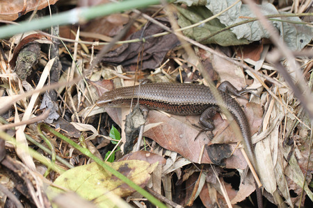 Skink or iguana on ground in the garden. の写真素材