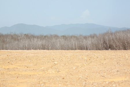 Ground and dead trees for the background.の写真素材