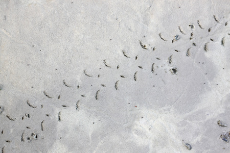 Traces of mudskipper on ground in the mangrove forest.の写真素材