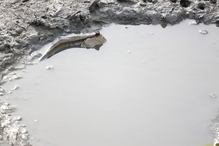 mudskipper on soil coastline in mangrove areas.の写真素材