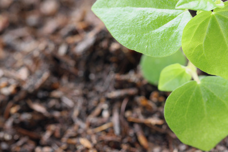 Leaf of seedlings in a macro.