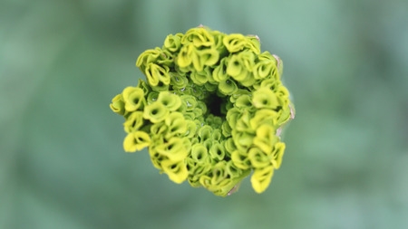 Pollen of flowers macro in the garden.の写真素材
