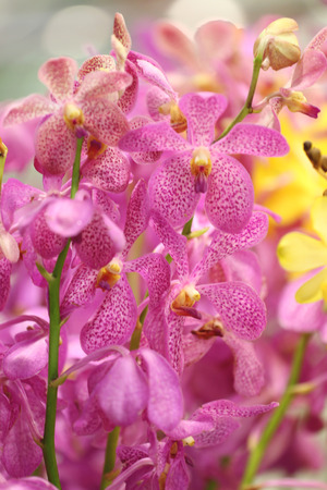 pink orchid in the garden.の写真素材