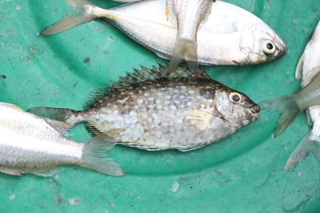 sea fish is catch by fishermen at coastal.の写真素材