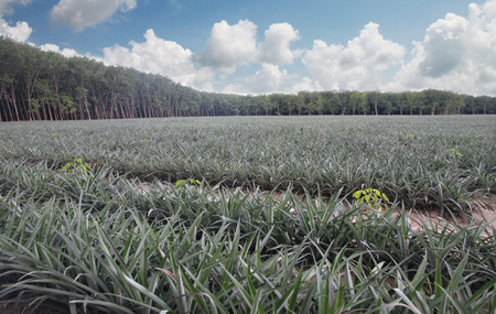 Pineapple plantations in landscape view.の写真素材