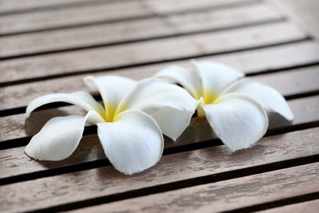 Plumeria White on brown wood.の写真素材