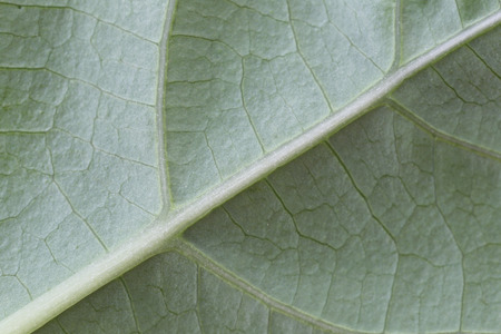 pattern of green leaves in macro for the natural background.の写真素材