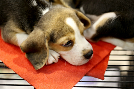 Many puppies are resting in cage.の写真素材
