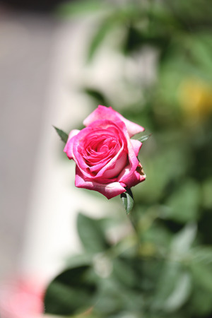 Pink roses are blooming in the garden.の写真素材