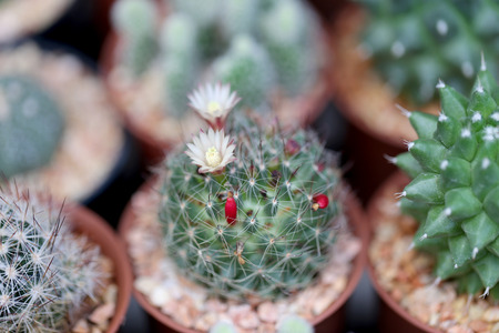 Small cactus in the flower garden.の写真素材