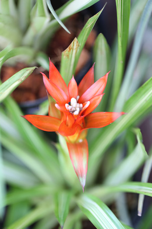 Red flowers are blooming in the garden.の写真素材