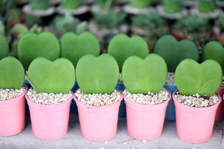 Heart shaped of green leaves in the pink flower pot.の写真素材