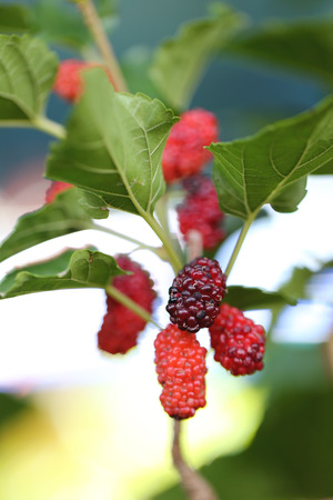 Red mulberry on tree in the vegetable garden.の写真素材