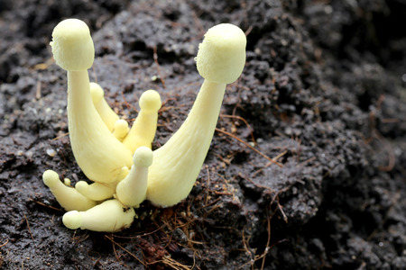Macro of Yellow mushroom that grows in the backyard.の写真素材