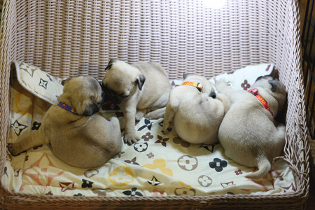 Many puppies are resting in cage.の写真素材