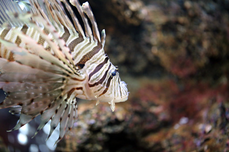 Focus the Lionfish and dangerous fish in the sea.の写真素材