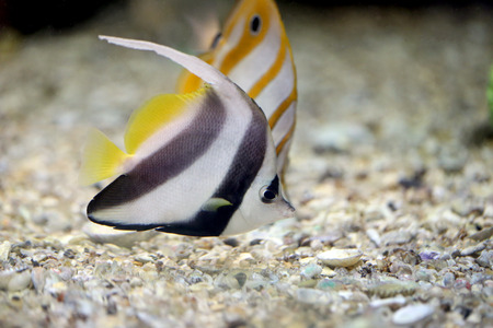 Focus the Butterfly Fish in Sea coral reef area.
