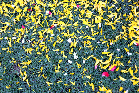 Green of ground lawn with flower petals campsites are for the background.の写真素材