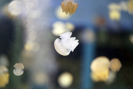 Focus on jellyfish in Sea coral reef area.の写真素材