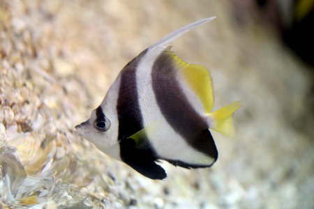 Focus the Butterfly Fish in Sea coral reef area.の写真素材