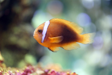 Colorful clown fish in undersea at the aquarium.の写真素材