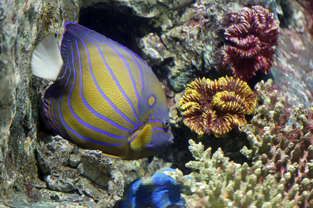 Colorful Bluering angelfish on corals reef in Aquarium.