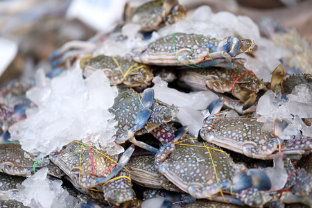 Fresh crab on the market for cooking.の写真素材