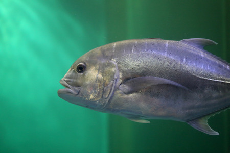 Giant trevally fish in a Aquarium.