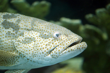 head of grouper fish in a Aquarium.の写真素材