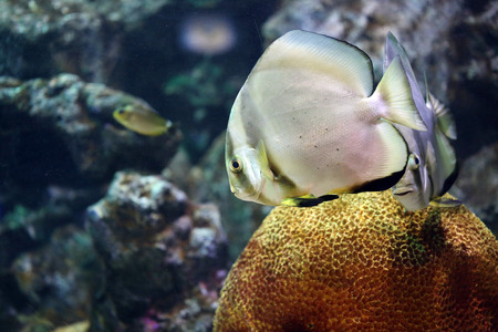 Focus on Platax fish in the Aquarius.