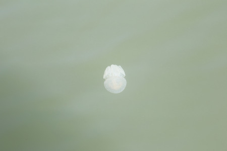 Jellyfish in the shallow waters of sea.
