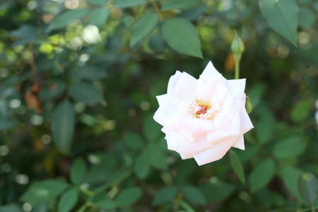 White roses in the garden.の写真素材