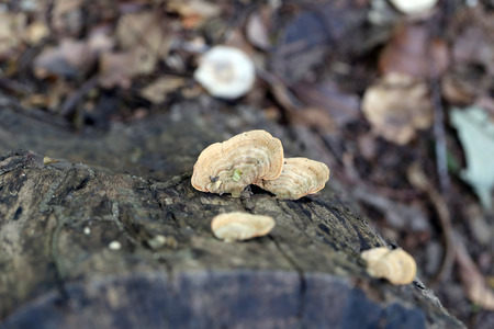 Wild mushroom that grows on wood of dead trees.