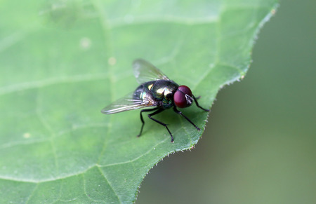 The flies on a green leaf.