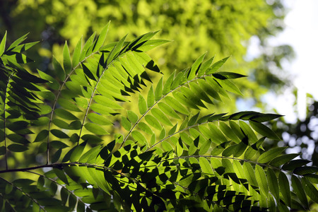 Leaves in the garden on morning sun.