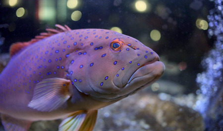 Leopard grouper in the sea Aquarium.の写真素材